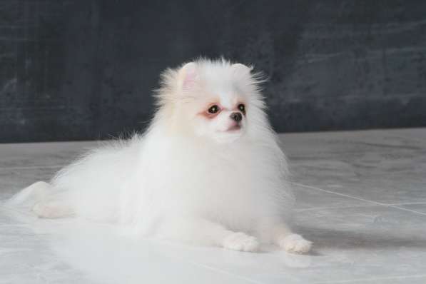Щенки померанского шпица в фото 3