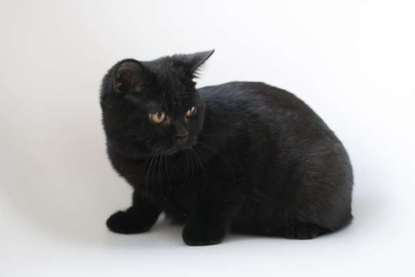 British kittens в фото 11