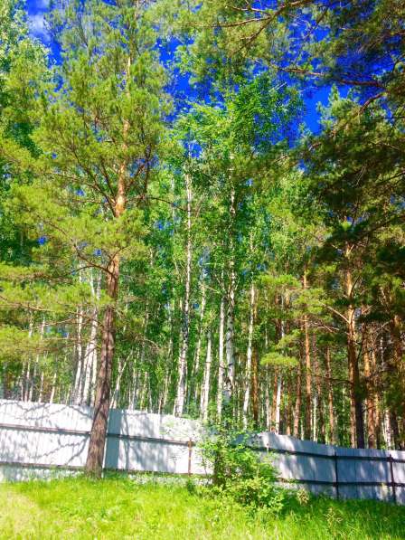 Продам живописный участок к лесу в Красноярске фото 9