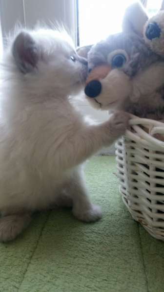 Шотландский кот в фото 4