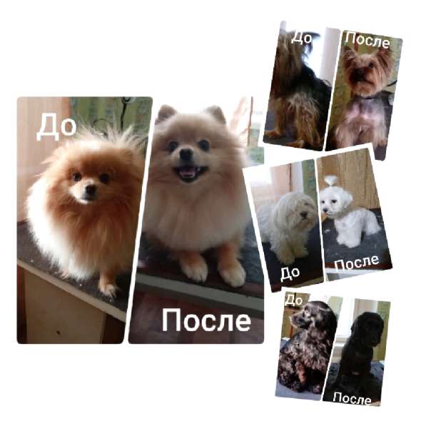 Стрижка собак в Усть-Илимске фото 4