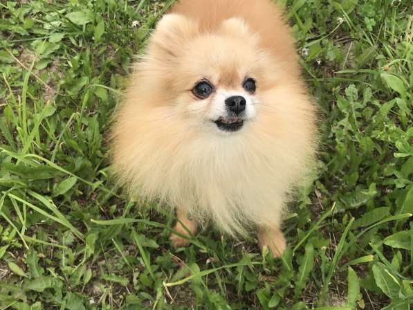 Помераночка 5 лет