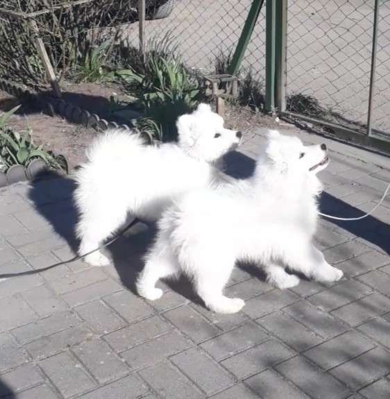 ПРОДАЮТСЯ ЩЕНКИ САМОЕДА в Калининграде фото 6