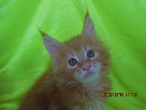 Красотки мейн- кун из питомника Arktur в Екатеринбурге фото 22