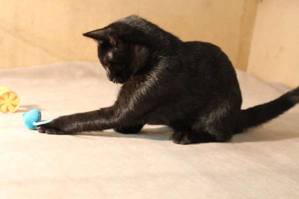 Грациозные угольно-черные котята в Санкт-Петербурге фото 12