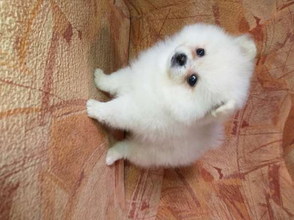 Шикарные щенки померанского шпица из питомника - медвежий ти в фото 10