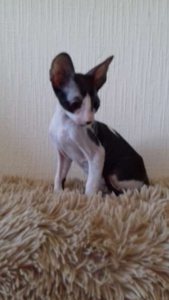 Котята Корниш рекс из питомника в Санкт-Петербурге фото 6