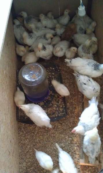 Цыплята Яичной и Мясояичной породы в Волжский фото 4