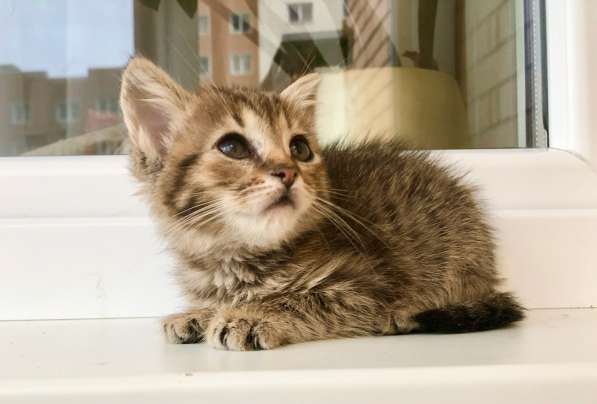 Полосатое очарование котенок Тина в добрые руки в Москве фото 3