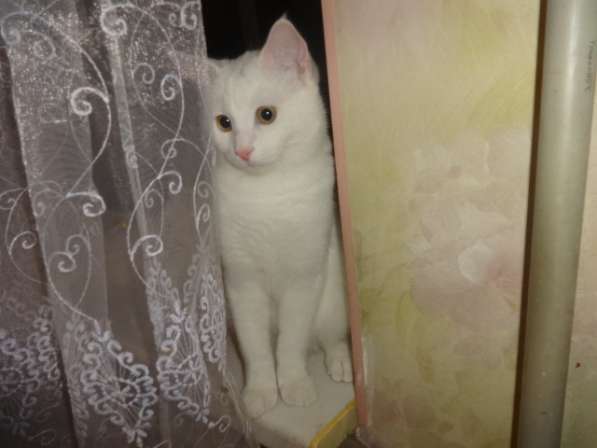 Необычный белый котик от као мани и рагамаффина в фото 5