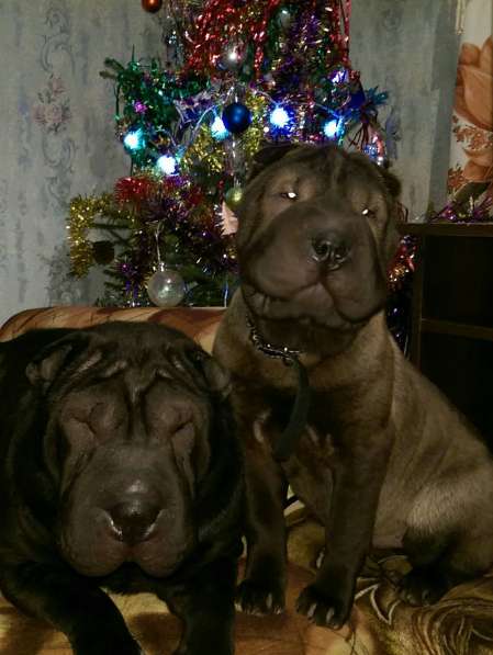 Шар пията в Перми фото 6