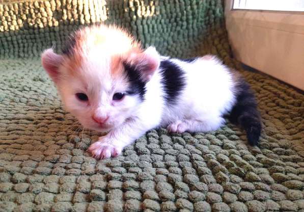 Керлы мальчик и девочка окраса арлекин