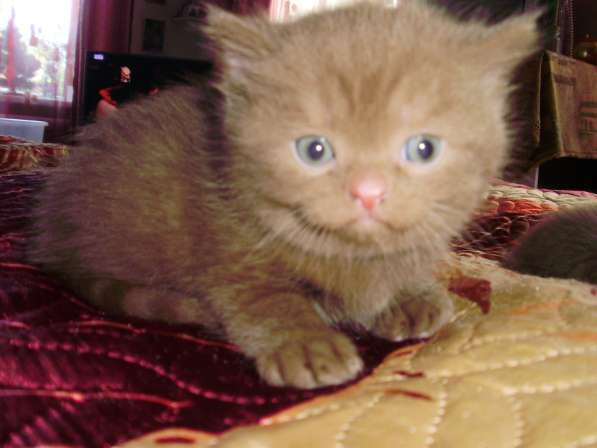 Британский котенок в Краснодаре фото 9