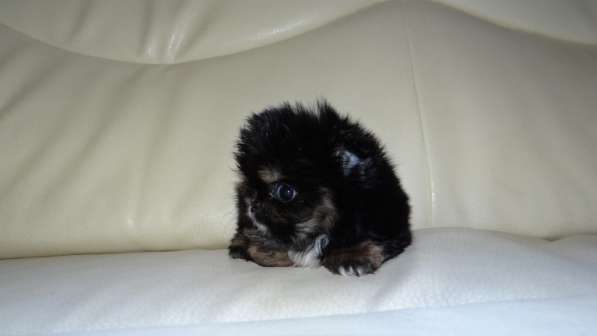 Мини-мишка девочка померанского шпица. Крошечная в фото 35
