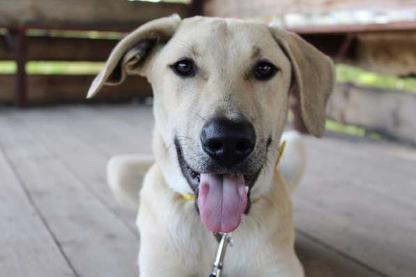 Пес-красавчик изабеллового окраса в Санкт-Петербурге фото 11