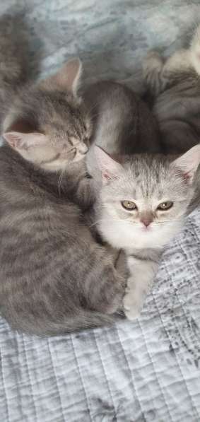 BKH Silver Tabby Kitten в 