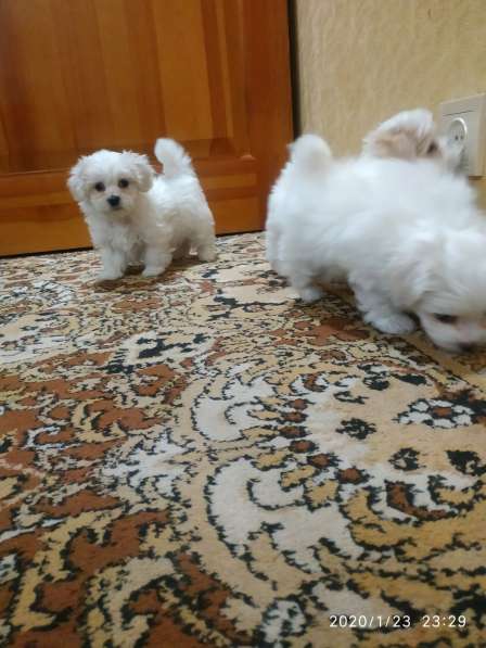 Болонка в Рязани фото 6