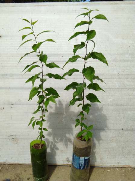 Пищевые ингредиенты: аминокислоты, витамины, экстракт, белки в Краснодаре фото 6