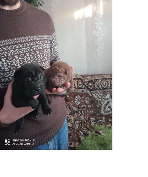 Щенки в Краснодаре фото 10