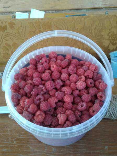 Продаю ягоды: малину в Чебоксарах