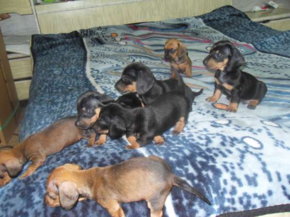 Породистые щенки карликовой таксы в Саратове фото 22