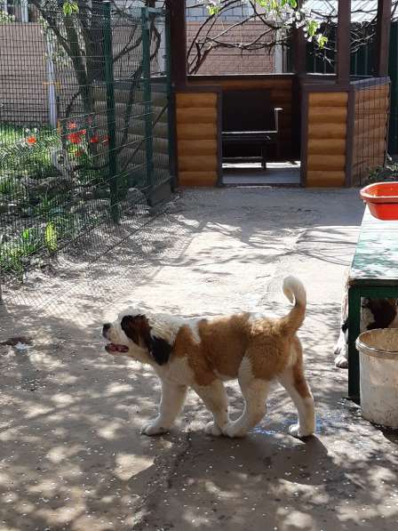 Щенки сенбернара в фото 70