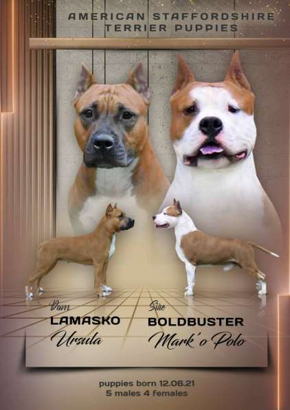 Милые мальчики и девочки Амстаффа резерв ркф в Москве фото 51