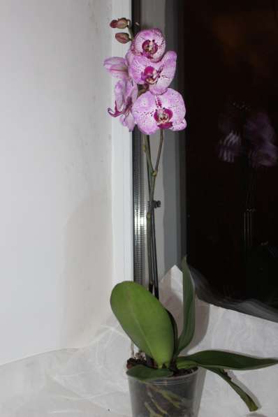 В наличии орхидеи цветущие и не цветущие в 