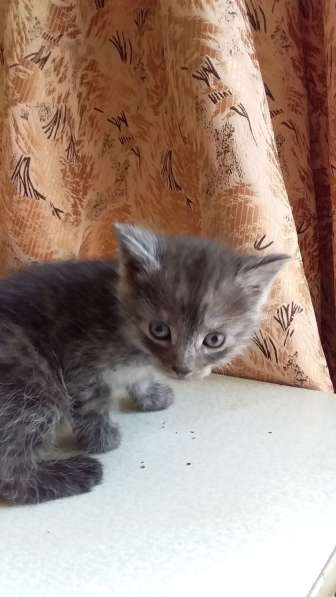 Котята в добрые руки в Туле фото 8