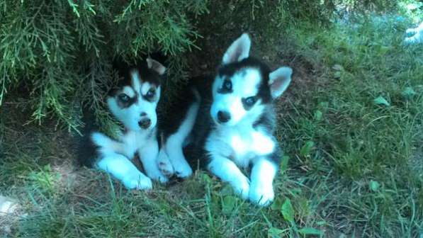Продаются щенки Хаски в Краснодаре фото 3