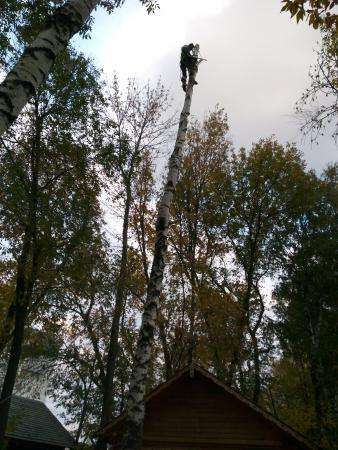 Спилить дерево, услуги по спилу опасного дерева, кронирование в Белгороде фото 3