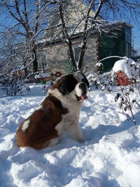 Щенки сенбернара в фото 109