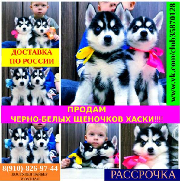 Продажа щенят сибирских хаски в Котельниках