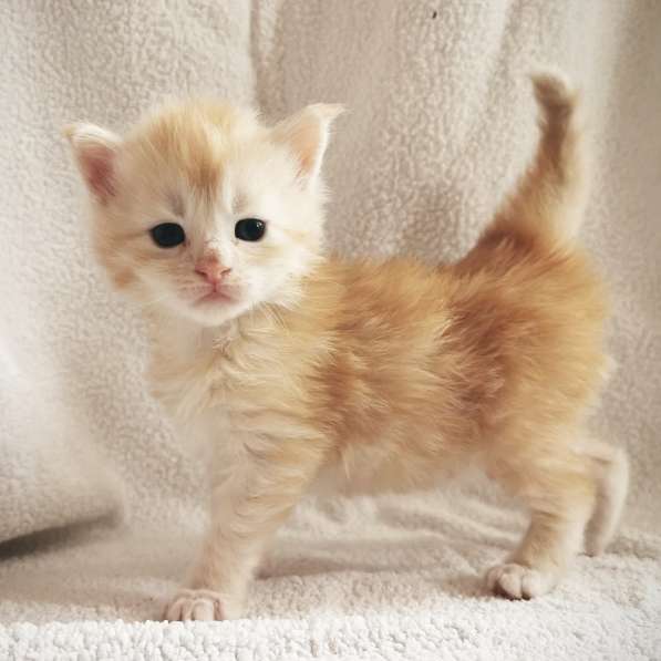 Котенок мейнкун родился 14 февраля 2021 в фото 6