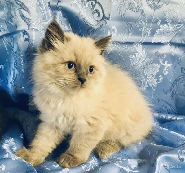 Невский маскарадный пушистик в Санкт-Петербурге фото 5