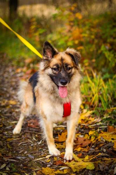 Веселушка Лизка