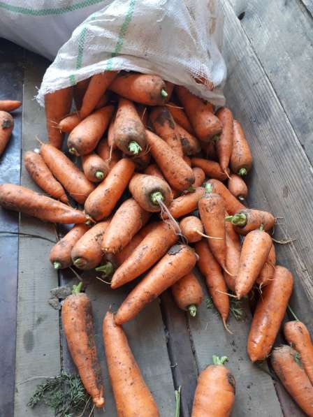 Продам лук. и морковь оптом с доставкой в г тольятти в Самаре