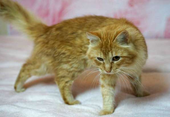 Рыжий кот в добрые руки в Москве фото 11