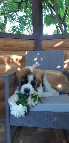 Щенки сенбернара в фото 59