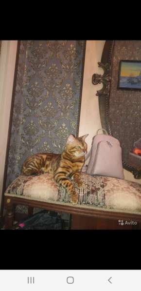 Бенгальские котята шикарного окраса в Казани