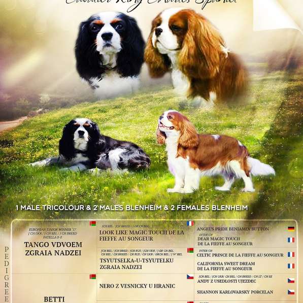 Кавалер Кинг Чарльз спаниель в 