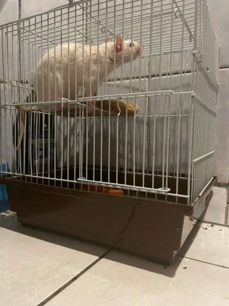 Крыса Дамбо с клеткой в Курске фото 3