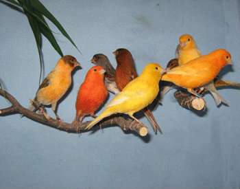 Приму в дар Приму в дар попугайчика в Москве фото 3