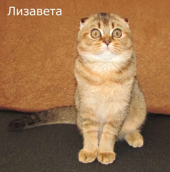 Шотландские котята из питомника в Санкт-Петербурге фото 4