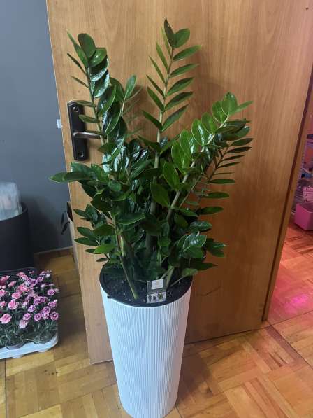 Замиокулькас большой пересаженный в Москве фото 4