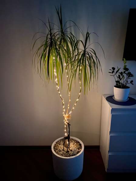 Пальма драцена