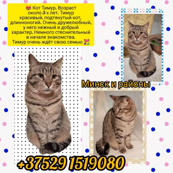 Тимур в дар