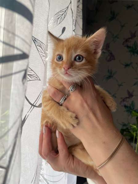 Котята в Луховицах фото 4