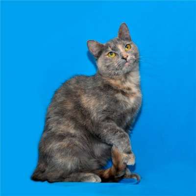 Отдам даром Трехцветная Элеонора – в дар!