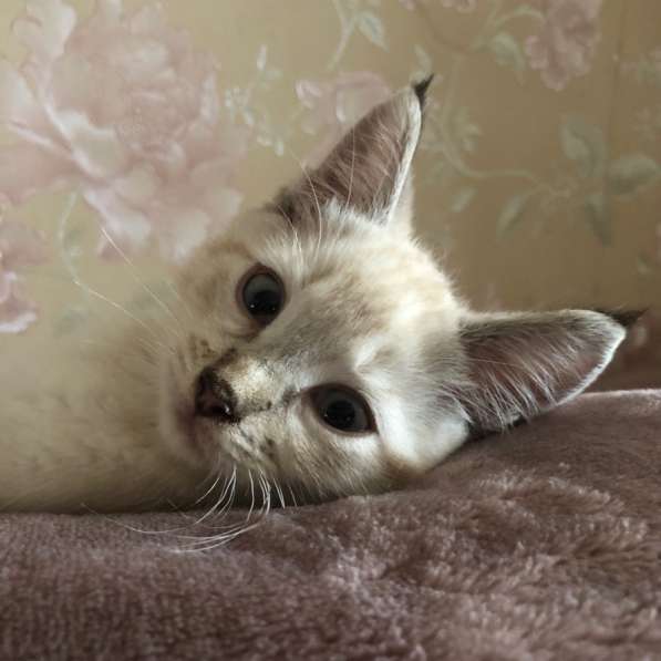 Котенок ищет дом